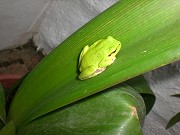 Andalucian tree frog Prices for booking rural accommodation